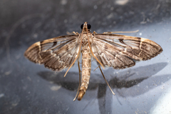 Duponchelia lanceolalis