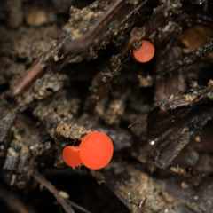 Pseudopithyella minuscula