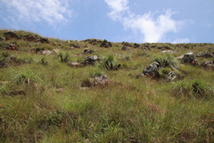 Xerophyta retinervis