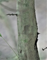 Crataegus spathulata