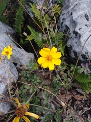 Tagetes parryi