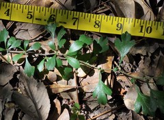 Crataegus spathulata