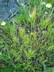 Bromus scoparius