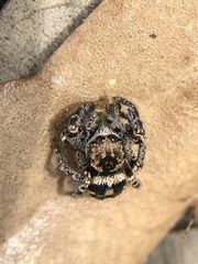 Habronattus fallax
