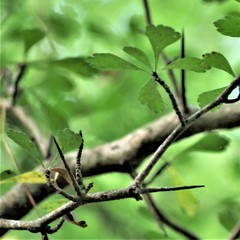 Crataegus spathulata
