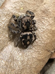 Habronattus fallax