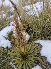 Aciphylla kirkii, photograph (c) Irisa Hudson, some rights reserved (CC BY)