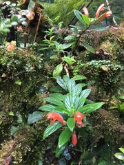 Columnea magnifica