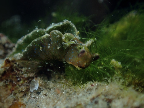 Sap-sucking Slug, Oosterschelde, Zeeuwse meren, 158_13_400, NL, photo 7 of 10