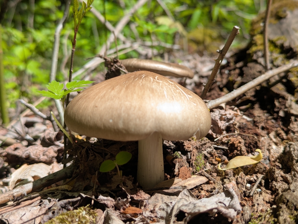 Megacollybia rodmanii · April 2026 · photo: © crystella (iNaturalist, cc-by)