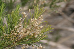 Ericameria paniculata