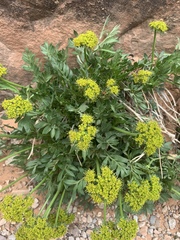 Lomatium latilobum
