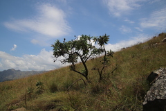 Protea gaguedi