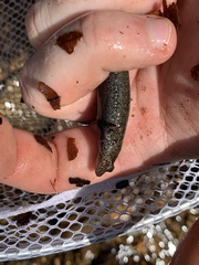 Desmognathus folkertsi
