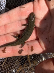 Desmognathus folkertsi