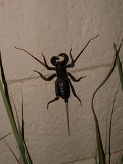 Mastigoproctus giganteus