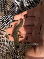 Desmognathus folkertsi