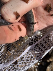Desmognathus folkertsi