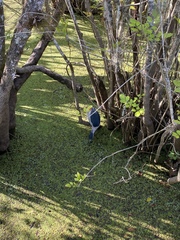 Nycticorax nycticorax image