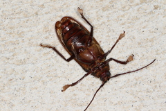 Cnemoplites blackburni