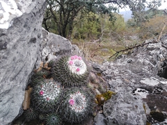 Mammillaria orcuttii