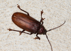Cnemoplites blackburni