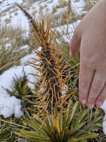 Aciphylla kirkii, photograph 6