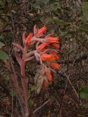 Echeveria strictiflora
