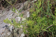 Heteromorpha involucrata