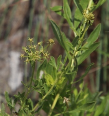Heteromorpha involucrata