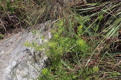 Heteromorpha involucrata