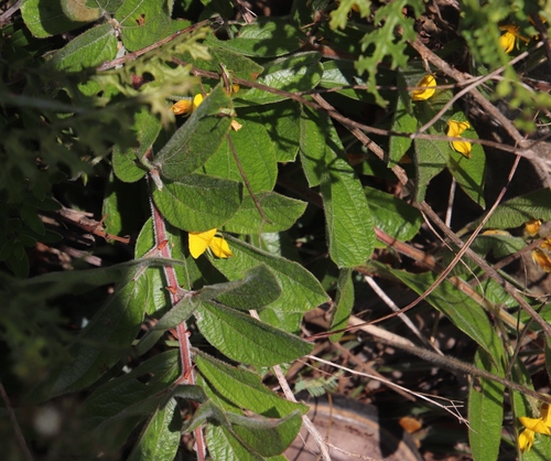 Image of Rhynchosia angulosa by (c) Tony Rebelo, some rights reserved (CC BY-SA)