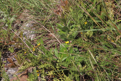 Image of Rhynchosia angulosa by (c) Tony Rebelo, some rights reserved (CC BY-SA)