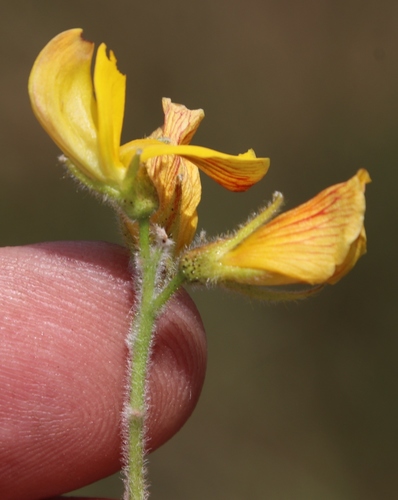 Image of Rhynchosia angulosa by (c) Tony Rebelo, some rights reserved (CC BY-SA)