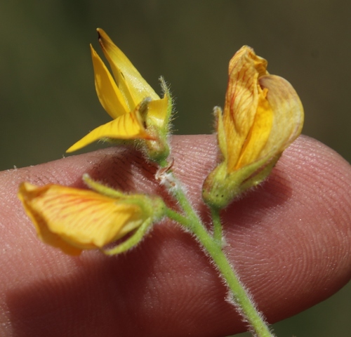 Image of Rhynchosia angulosa by (c) Tony Rebelo, some rights reserved (CC BY-SA)