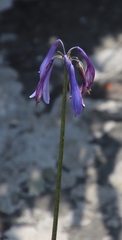 Agapanthus inapertus