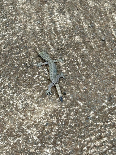 Hemiphyllodactylus typus observed 2026-04-27