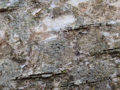 Buellia griseovirens