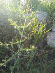 Hypericum triquetrifolium