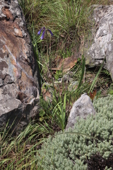 Agapanthus inapertus