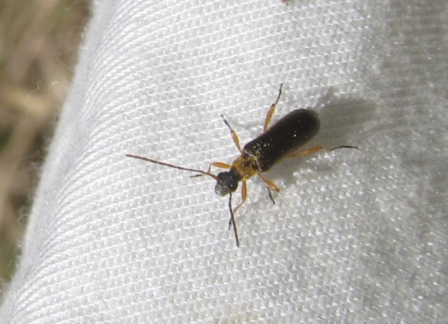 Grammoptera ustulata