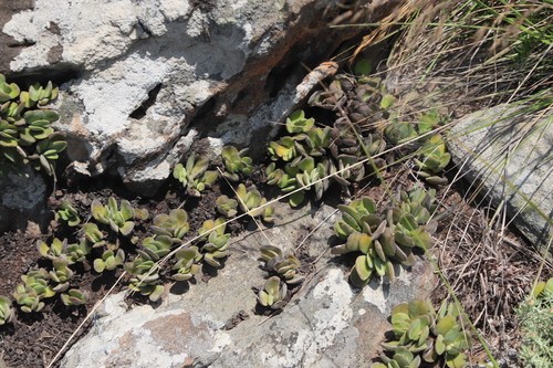 Crassula globularioides