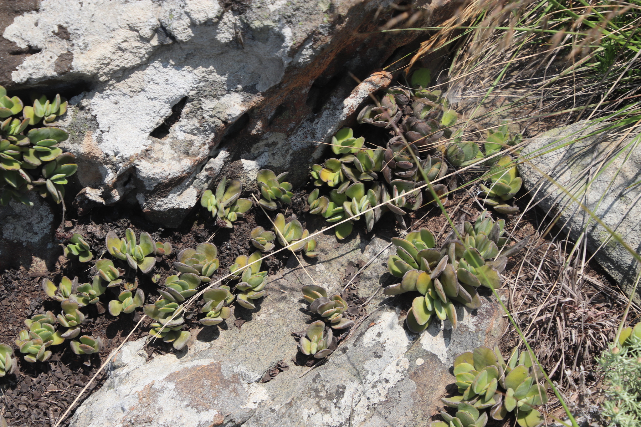 Crassula globularioides