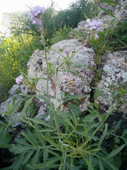 Erucaria hispanica