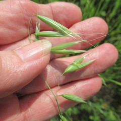 Avena sativa