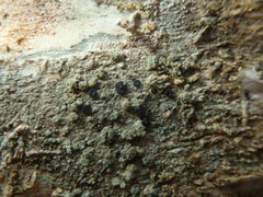 Buellia griseovirens