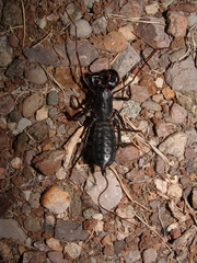 Mastigoproctus giganteus