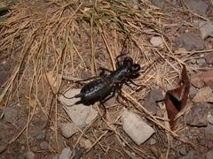 Mastigoproctus giganteus