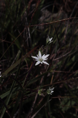 Alepidea