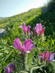 Echium judaeum